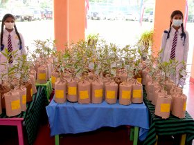 Distribution of Kumbuk Trees for new Loyolians