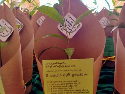 Distribution of Mee Trees for Primary Students